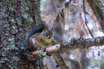 American Red Squirrel (Tamiasciurus hudsonicus)