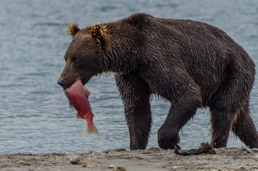 rown bear - Kamchatka - Russia
