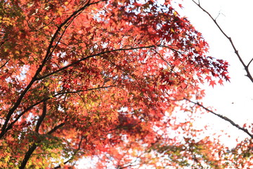 Autumn leaves of Nara Park in Japan