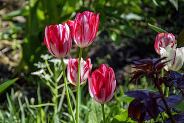 Spring flowers - variegated, multi-colored tulips in the garden. Close-up.