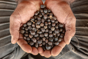 Hands full of Brazilian coffee seeds