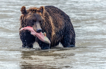 rown bear - Kamchatka - Russia