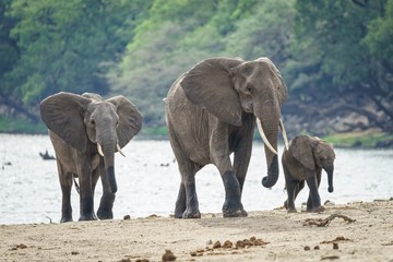 African elephants walking near the river with a forest