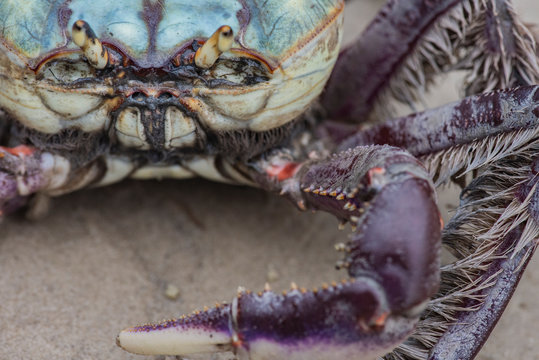 Colorful crab close-up in a mangrove of Superagui island