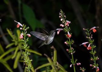 Costa's Hummingbird (Calypte costae) in Flight Feeding