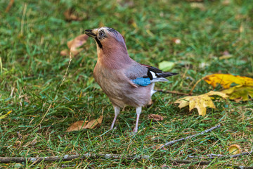 A colorful Eurasian jay stands on the green grass. A  jay looks alert and with an open eye looks into the camera. Close-up. Autumn. Wild nature.