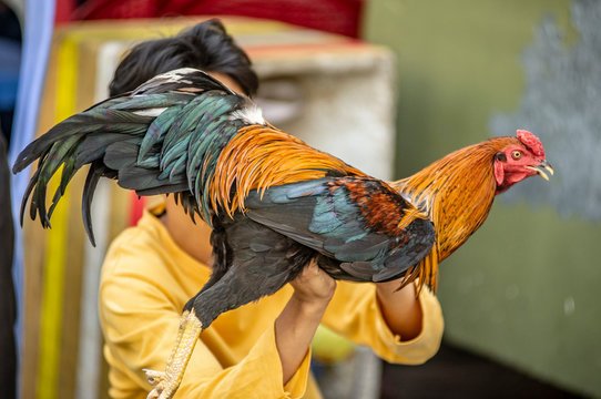Colorful rooster being sold in the streets