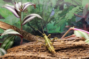 The stick insect Sungaya inexpectata on the plant