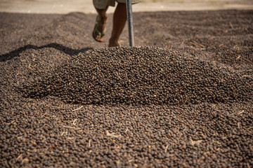 Worker traces coffee during grains drying process in southeast Brazil