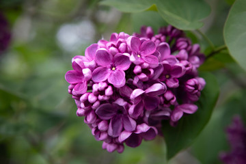 Common lilac, Syringa vulgaris, purple flower close up on on a blurred background. Cluster on brunch.