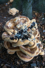 Bracket Fungus