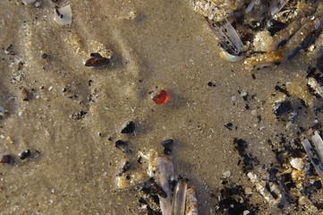 Bernstein am Nordseestrand