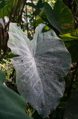 Philodendron Campii leaf