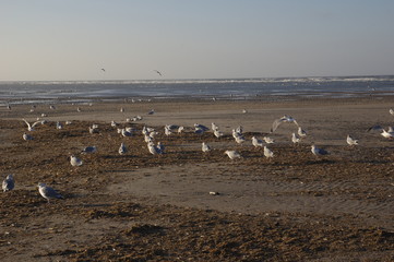 Möwen am Strand von dänemarks Nordseeküste