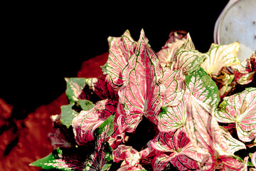 Fancy Caladium Autumn  leaves on black background for corner picture or card with autumn nature.