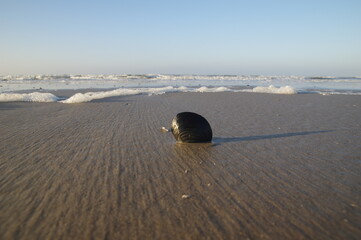 Muschel am Nordseestrand