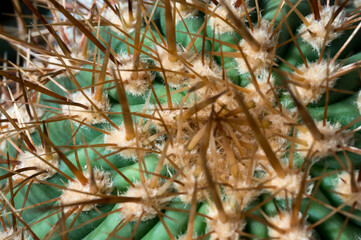 Echinocactus platyacanthus