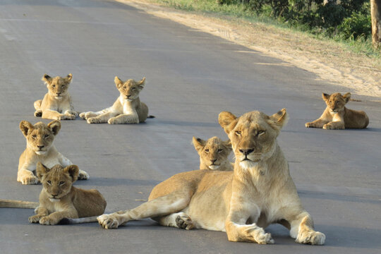 Lionesses lying with their cubs