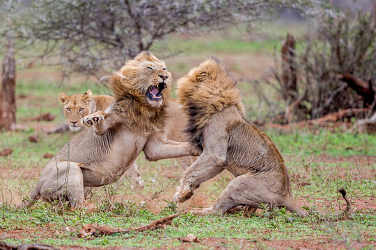 Two male lions fight over a lioness in the Kruger National Park