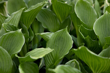 Foliate pattern. Composition with green leaves growing in the garden. Green leaves pattern background. Densely growing green leaves of a decorative plant.