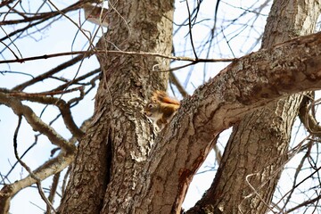 squirrel on tree
