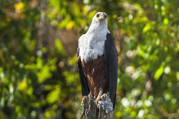 The African Fish Eagle (Haliaeetus vocifer) or distinguish it from the true fish eagles the African Sea Eagle is a large species of eagle.