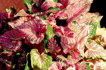 Fancy Caladium Autumn  leaves on black background for corner picture or card with autumn nature.