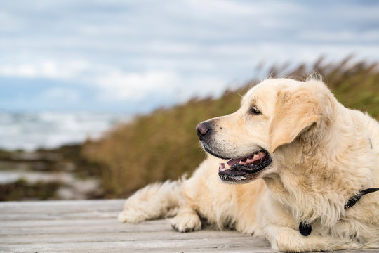 Golden Retriever