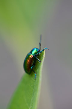 Green beetle on leaf