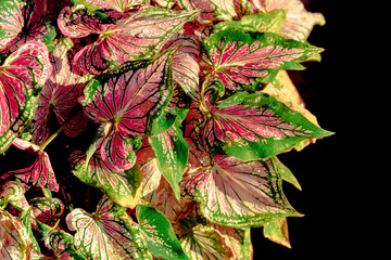 Fancy Caladium Autumn  leaves on black background for corner picture or card with autumn nature.