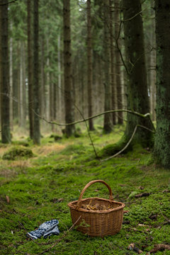 Mushrooms in basket