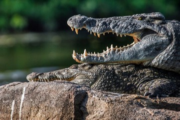 Obraz premium Mating Nile crocodile (Crocodylus niloticus). Two crocodiles with opened mouth