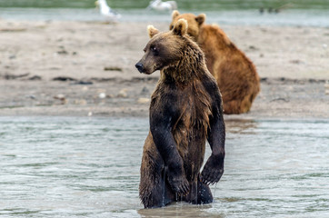 Brown bears - Kamchatka - Russia