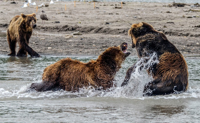 Brown bears fighting - Kamchatka - Russia