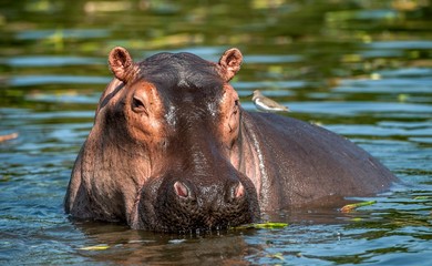 Common hippopotamus in the water. The common hippopotamus (Hippopotamus amphibius), or hippo. Africa - obrazy, fototapety, plakaty