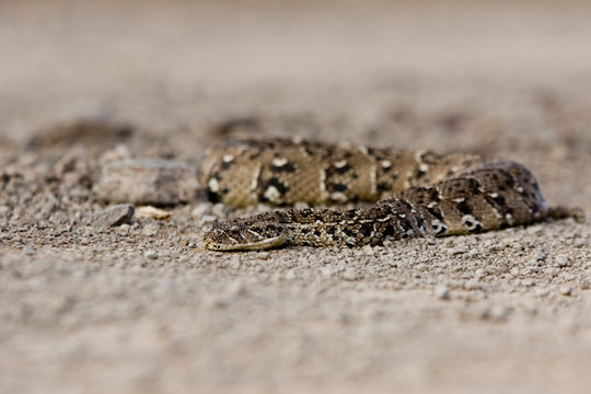 Puff Adder, Klein Karoo
