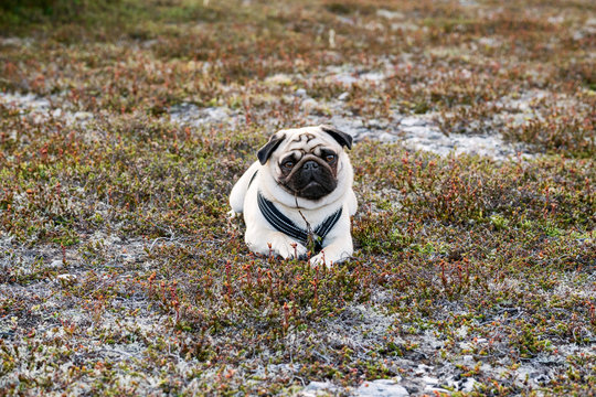 Pug looking at camera