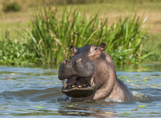 Yawning  hippopotamus in the water. The common hippopotamus (Hippopotamus amphibius) - obrazy, fototapety, plakaty