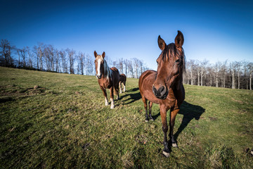 Wild horses in Italy