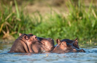 Fototapeta premium Hippopotamus in the water. The common hippopotamus (Hippopotamus amphibius)
