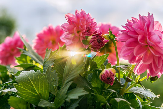 Pink peonies