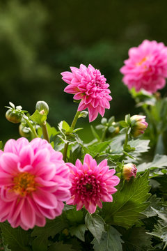 Pink peonies