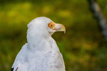vulture resting in his innkeeper