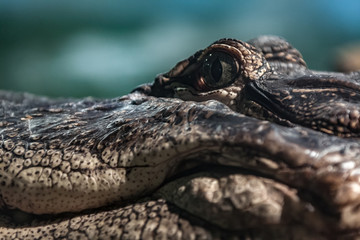 Crocodile looking at eating you.