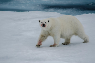 Naklejka na ściany i meble Polar Bear - Svalbard Islands - Norway