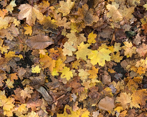 Flat lay dry orange fallen leaves on the ground in the autumn and winter. Background of colored wet autumnal maple leaves in a morning 