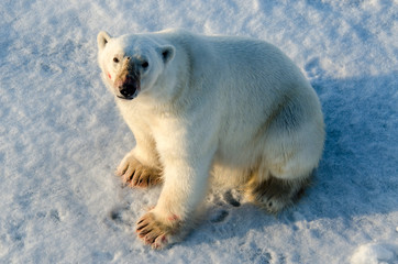 Obraz na płótnie Canvas Polar Bear - Svalbard Islands - Norway