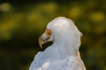 vulture resting in his innkeeper