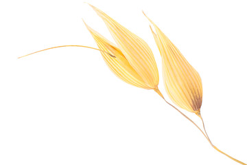 Oat ears a. sativa, paths