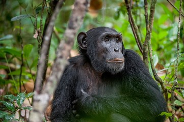 Close up portrait of chimpanzee ( Pan troglodytes ) resting in the jungle.